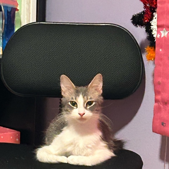 Meet your Posher, Jackie - Picture 1 of 1